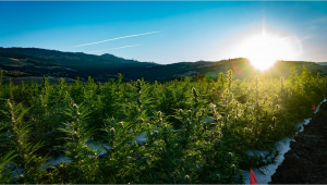 How To Grow Autoflowering Cannabis Outdoors