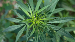 Quest que le cannabis rudéralis et quelles sont ses effets?