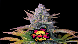 Tropicana Cookies Auto Cannabis Strain Week-by-Week Guide