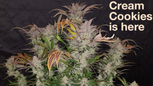 Cream Cookies is Fast Buds Newest Strain: Available Now!
