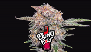 Cherry Cola Auto Cannabis Strain Week-by-Week Guide