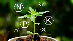 Cannabis Nutrition: Que sont les macronutriments?