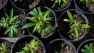 Vorteile des Anbaus von Autoflowering Cannabis in einem Sea of Green