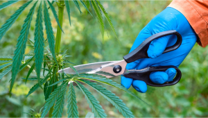 What is Pruning and Why Prune Your Cannabis Plants