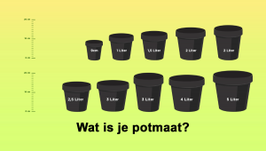 Beste potmaat voor zelfbloeiende zaden