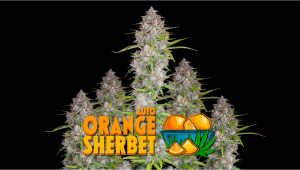 Orange Sherbet Auto Cannabis Strain Week-by-Week Guide