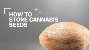 Wie man Cannabis-Samen lagert