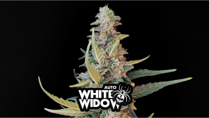 White Widow Auto Cannabis Strain Week-by-Week Guide