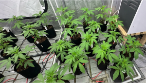 Selekcja pierwotna dla Gorilla Cookies Auto