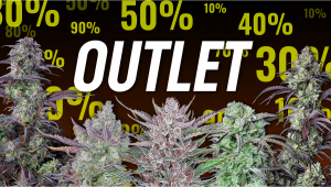 What are Outlet Seeds