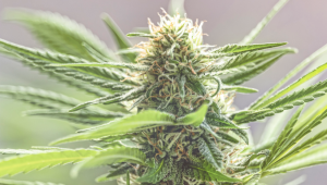 I 4 motivi principali per coltivare la propria cannabis