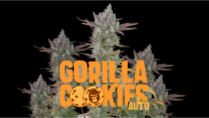 Gorilla Cookies Auto Cannabis Strain Week-by-Week Guide