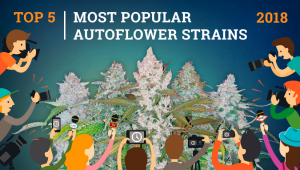  The Top 5 Most Popular Autoflower Strains