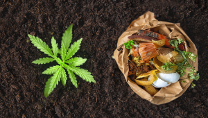 Nutriments organiques du cannabis : Compostage