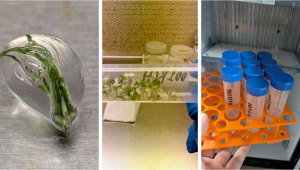 Tissue culture experiments