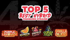 Top 5 Best Hybrid Feminized Strains