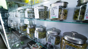 New Legal Setback Threatens to Close Cannabis Clubs in Barcelona