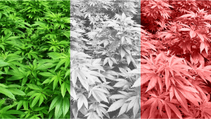 Outdoor-Anbau von Cannabis in Italien: Week-by-Week Guide