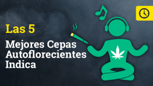 Las 5 mejores cepas autoflorecientes Indica