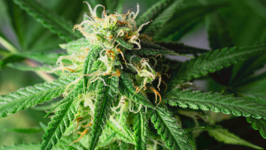 9 Erros A Evitar No Cultivo De Cannabis Autoflorescente