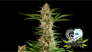 Skunk Auto Cannabis Strain Week-by-Week Guide