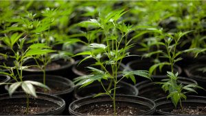 Das vegetative Stadium von Cannabis verstehen