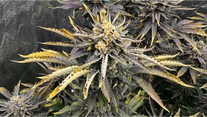 Testing New Creations by Crossing Multiple Genetics