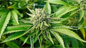  10 Mitos comunes sobre las plantas de cannabis autoflorecientes