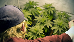  9 consejos para ahorrar tiempo para cultivadores de cannabis ocupados
