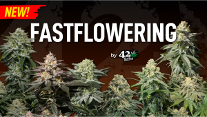 Fast Buds launches new Fastflowering line