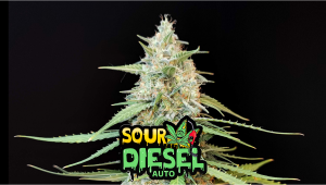 Sour Diesel Auto Cannabis Strain Week-by-Week Guide