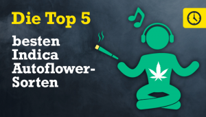 Die Top 5 besten Indica Autoflower-Sorten