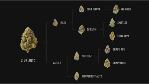 Fast Buds Lineages Explained