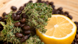 How to enhance the flavors of cannabis
