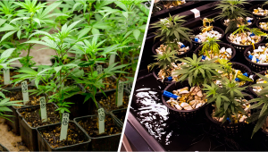 Growing Cannabis Hydroponics vs Soil