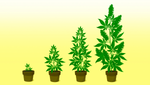 Ultimativer Leitfaden: Autoflowering-Cannabis Anbauen