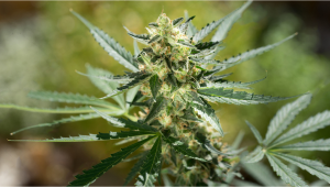  Guía semana a semana de la variedades de cannabis Northern Lights Auto