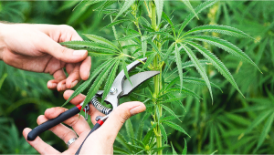 Wie man den Ertrag erhöht: Das Entlauben von Cannabis