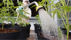 Die Bedeutung der Wasserreinheit beim Cannabisanbau