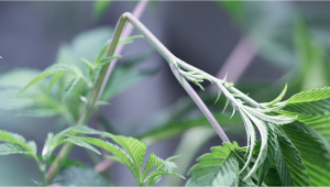 Pro e Contro del High Stress Training sulle piante di cannabis 