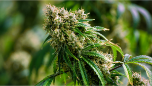 Gorilla Auto Cannabis Strain Week-by-Week Guide