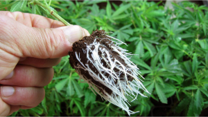 How To Improve Cannabis Plant Growth with Mycorrhizae
