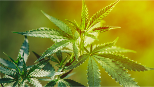 Cannabis grow light cycle