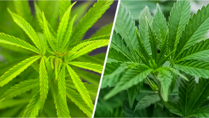 Sativa vs Indica: Quelle est la différence ?