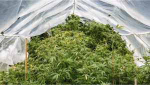 Cómo proteger las plantas de cannabis en el exterior