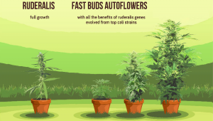 What is Autoflowering Cannabis? A Fast Buds Primer
