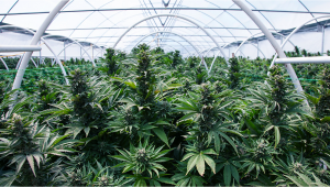 5 Top Tips For Growing Autoflowering Cannabis Strains in a Greenhouse