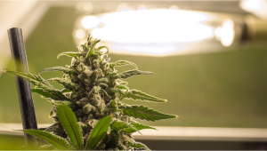 How to prevent and treat cannabis light burn