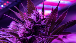 Types of Lights to Grow Autoflowering Cannabis