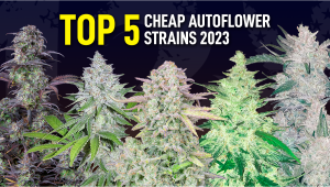 Die 5 besten günstigen Autoflower-Samen